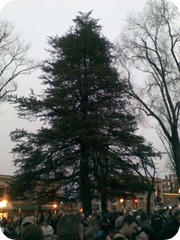 The "Town Christmas Tree" before lighting.
